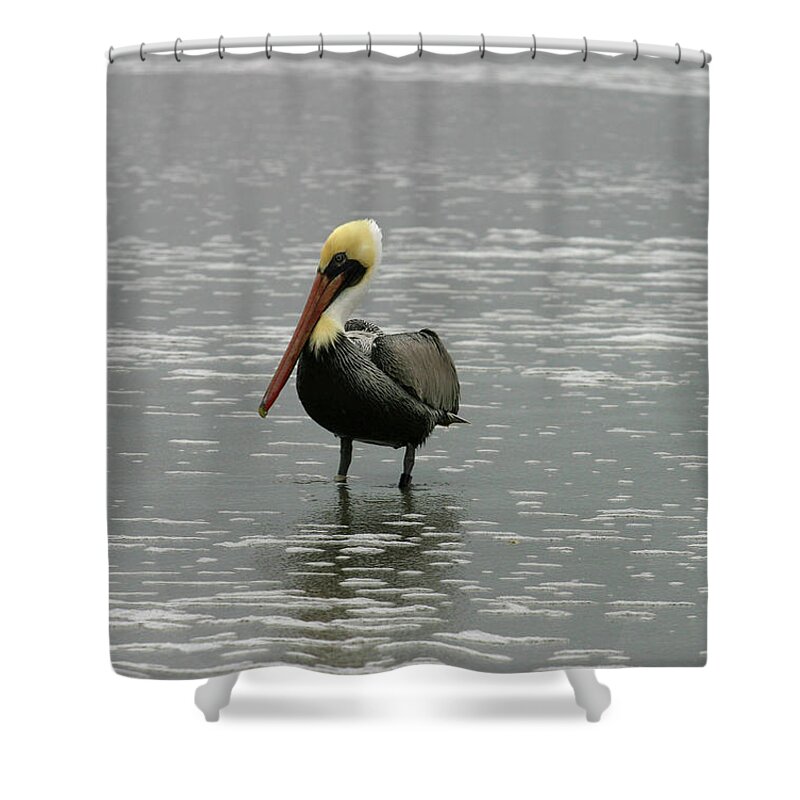Pelican In The Water Shower Curtain featuring the photograph Pelican in the Water by Anthony Jones