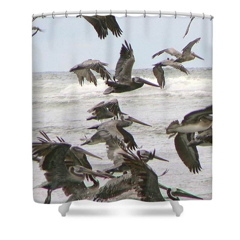 Pelicans Shower Curtain featuring the photograph Pelican Migration by Pamela Patch