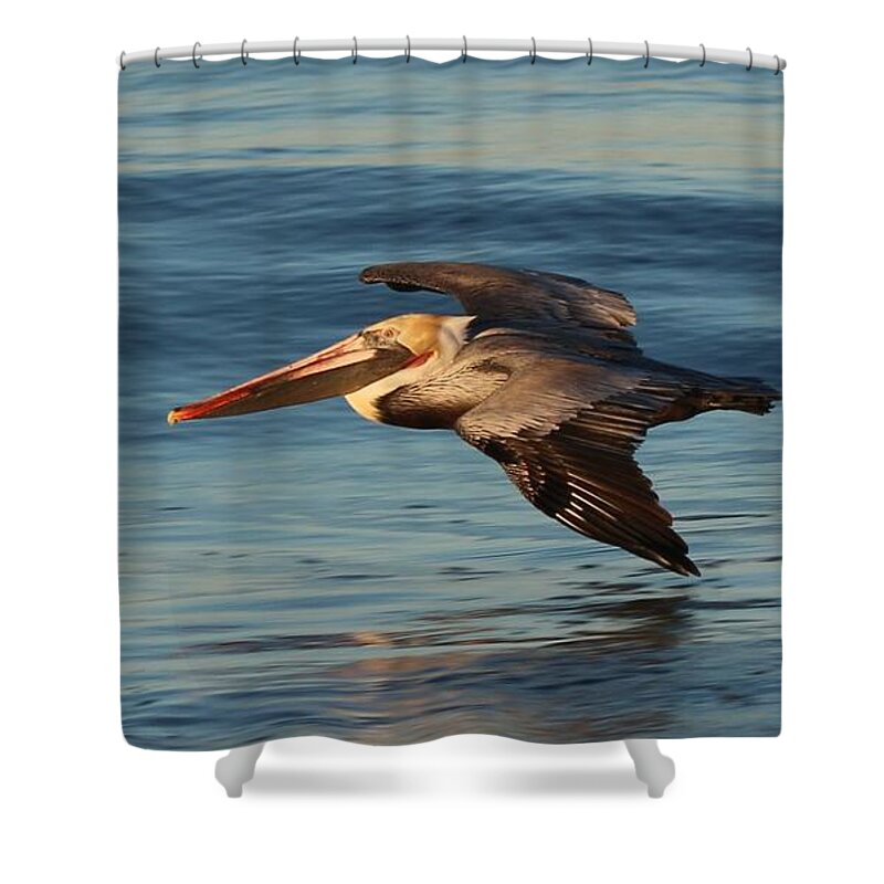 Brown Pelican Shower Curtain featuring the photograph Pelican on a Mission by Christy Pooschke