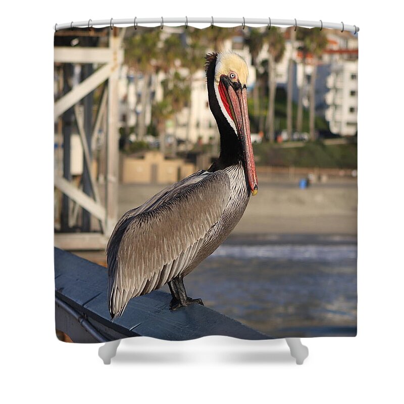 Pelican Shower Curtain featuring the photograph Pelican on Pier by Karen Ruhl