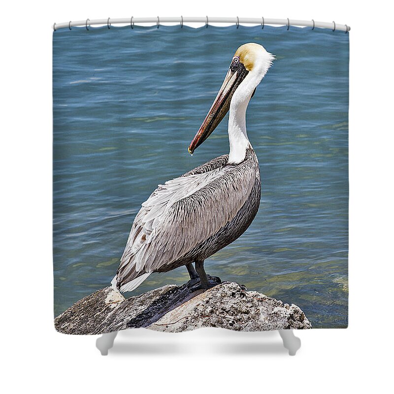 Water Shower Curtain featuring the photograph Pelican on Rock by Bob Slitzan