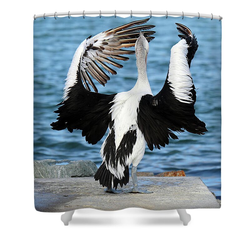 Pelicans Shower Curtain featuring the digital art Pelican Orchestra 01 by Kevin Chippindall