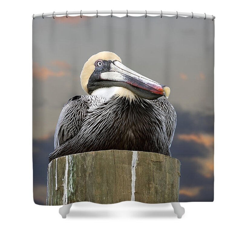 Birds Shower Curtain featuring the photograph Pelican Perch by Betty Denise