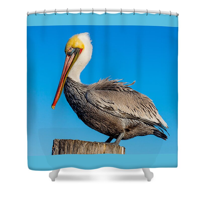 Pelican Shower Curtain featuring the photograph Pelican Pose by Derek Dean