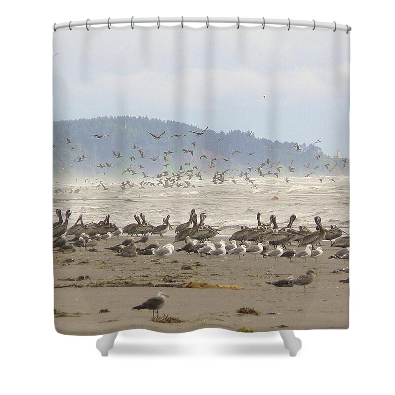 North Head Lighthouse Shower Curtain featuring the photograph Pelicans and Gulls by Pamela Patch
