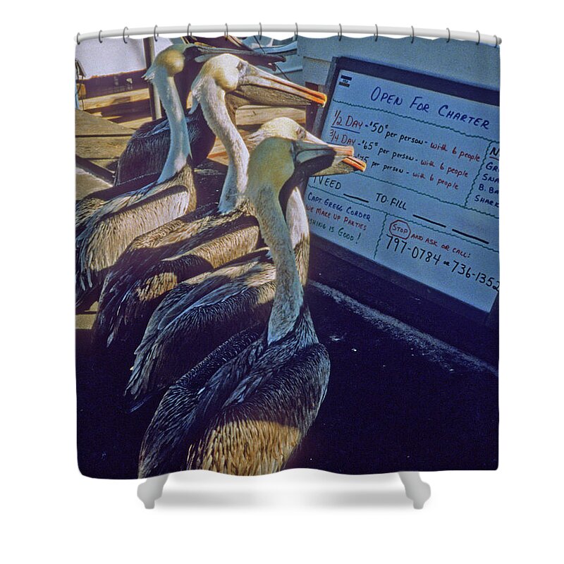 Color Shower Curtain featuring the photograph Pelicans and the Menu by Frank DiMarco