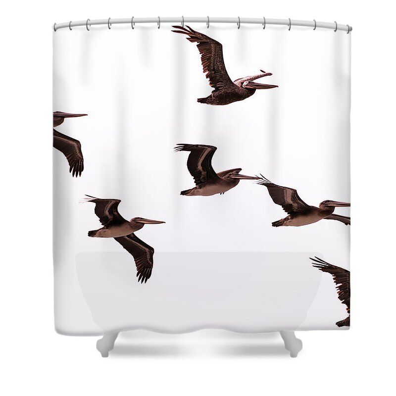 Pelicans Shower Curtain featuring the photograph Pelicans at Half Moon Bay by Steven Richman