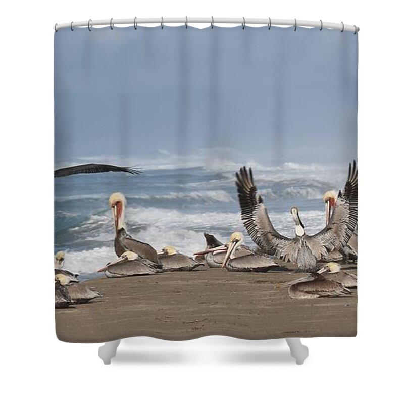 Brown Pelicans Shower Curtain featuring the photograph Pelicans at the Beach by Christy Pooschke