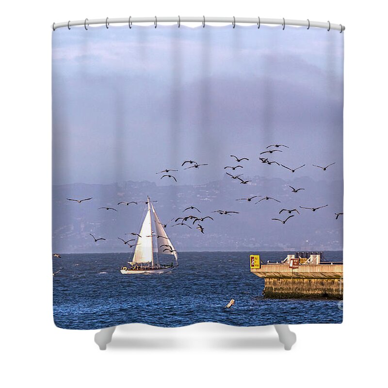 Aquatic Park Shower Curtain featuring the photograph Pelicans Pelicans by Kate Brown