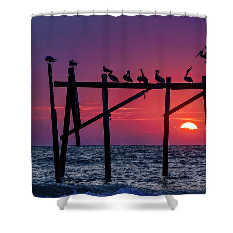 Topsail Island Shower Curtain featuring the photograph Pelican's Perch by DJA Images