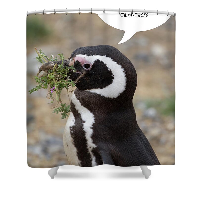 Penguins Shower Curtain featuring the photograph Penguin Funnies 14 by John Haldane