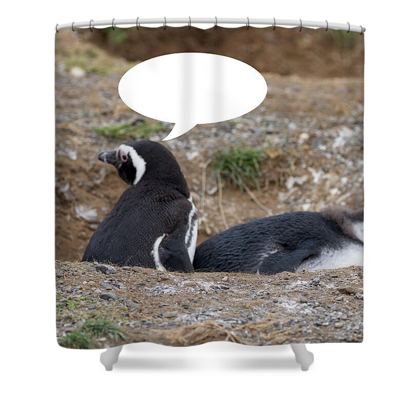 Penguins Shower Curtain featuring the photograph Penguins are Funny 2 by John Haldane