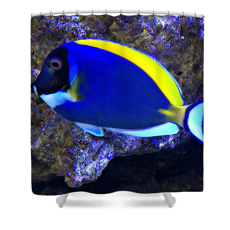 Blue Tang Fish Shower Curtain featuring the photograph Blue Tang Fish by Kathy M Krause