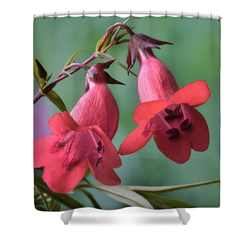 Penstemon Shower Curtain featuring the photograph Penstemon by Terence Davis
