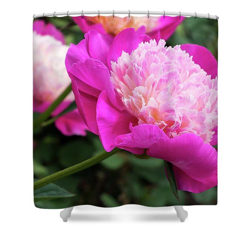 Peony Shower Curtain featuring the photograph Peony by Chris Berrier