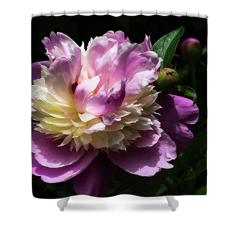 Spring Shower Curtain featuring the photograph Peony in June by John Roach