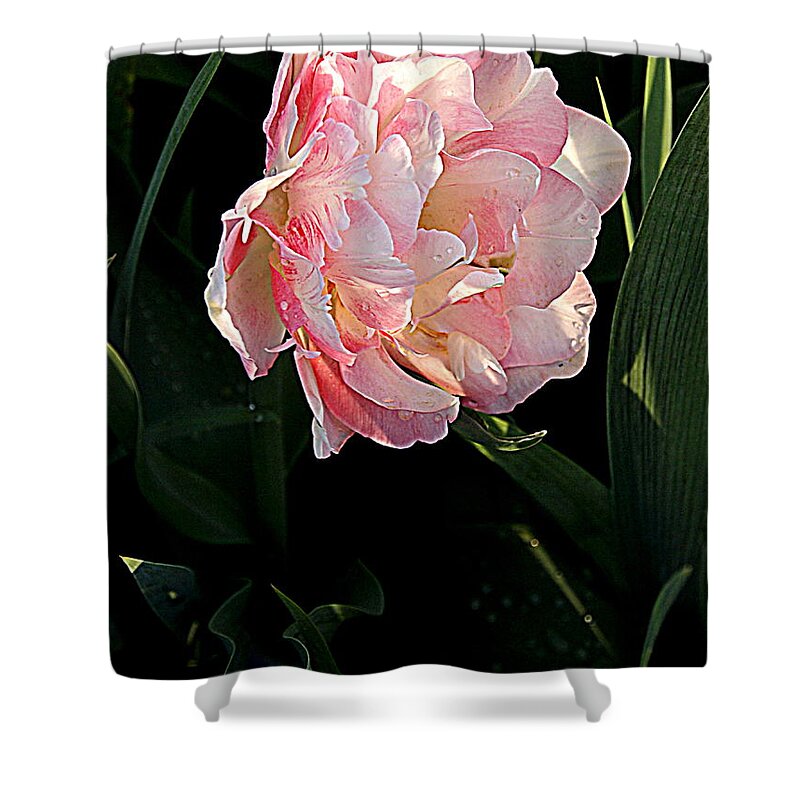 Photography Shower Curtain featuring the photograph Peony Tulip by Nancy Kane Chapman