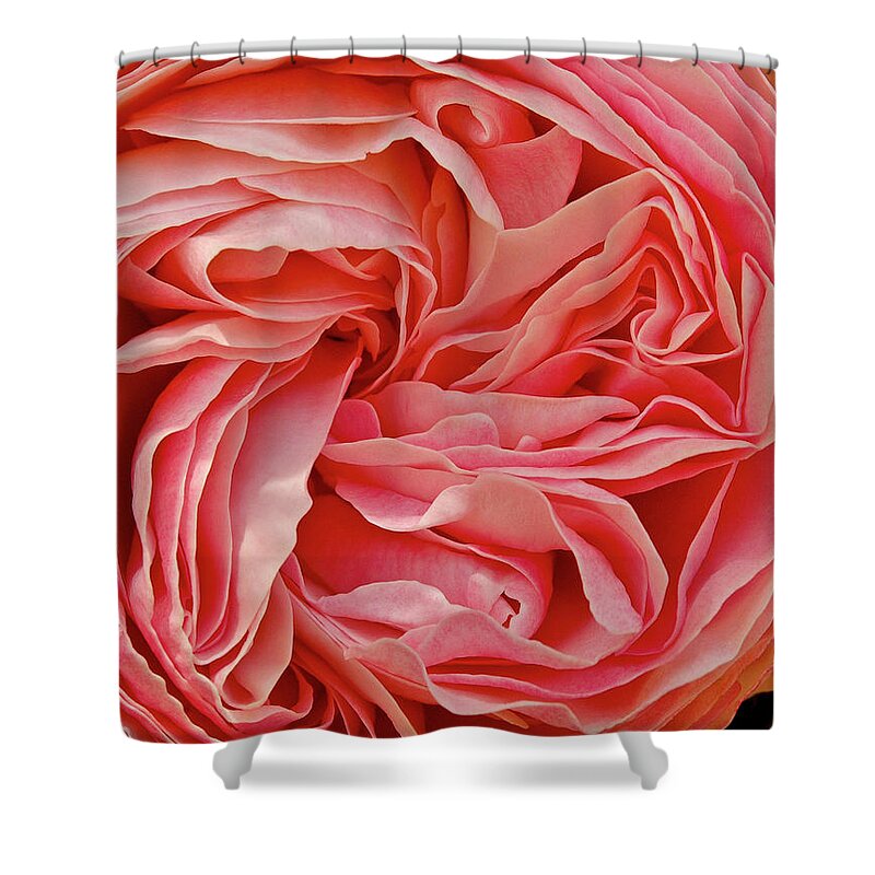 Peony Shower Curtain featuring the photograph Peony by Windy Osborn