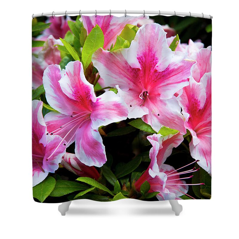 Photography Shower Curtain featuring the photograph Peppermint Candy by Steven Clark