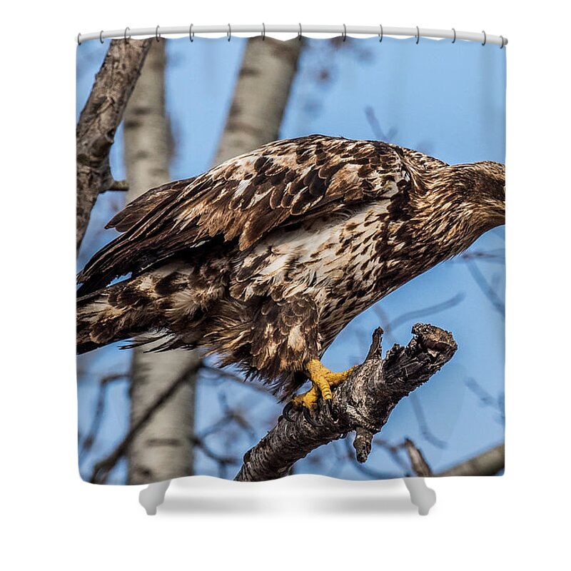 Bald Eagle Shower Curtain featuring the photograph Perched juvenile Bald Eagle by Paul Freidlund