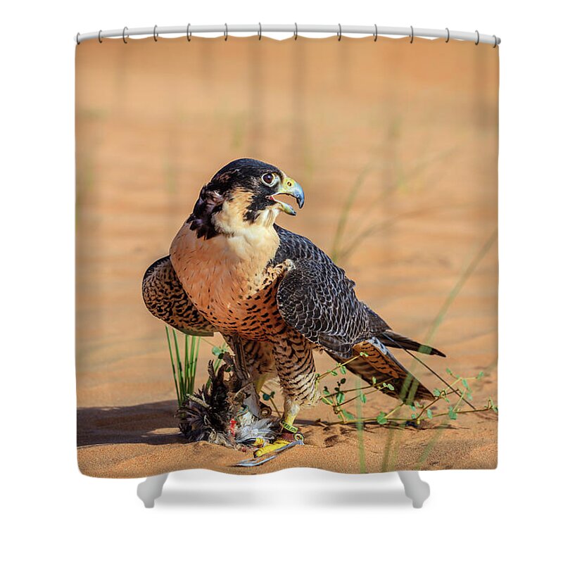 Dubai Shower Curtain featuring the photograph Peregrine Falcon by Alexey Stiop
