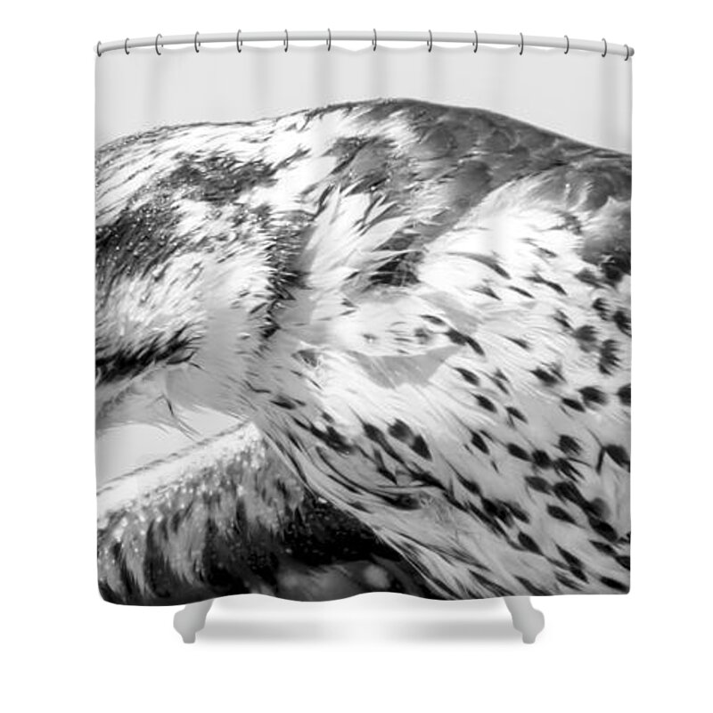 Peregrine Falcon Shower Curtain featuring the photograph Peregrine Falcon in Black and White by Tracy Winter