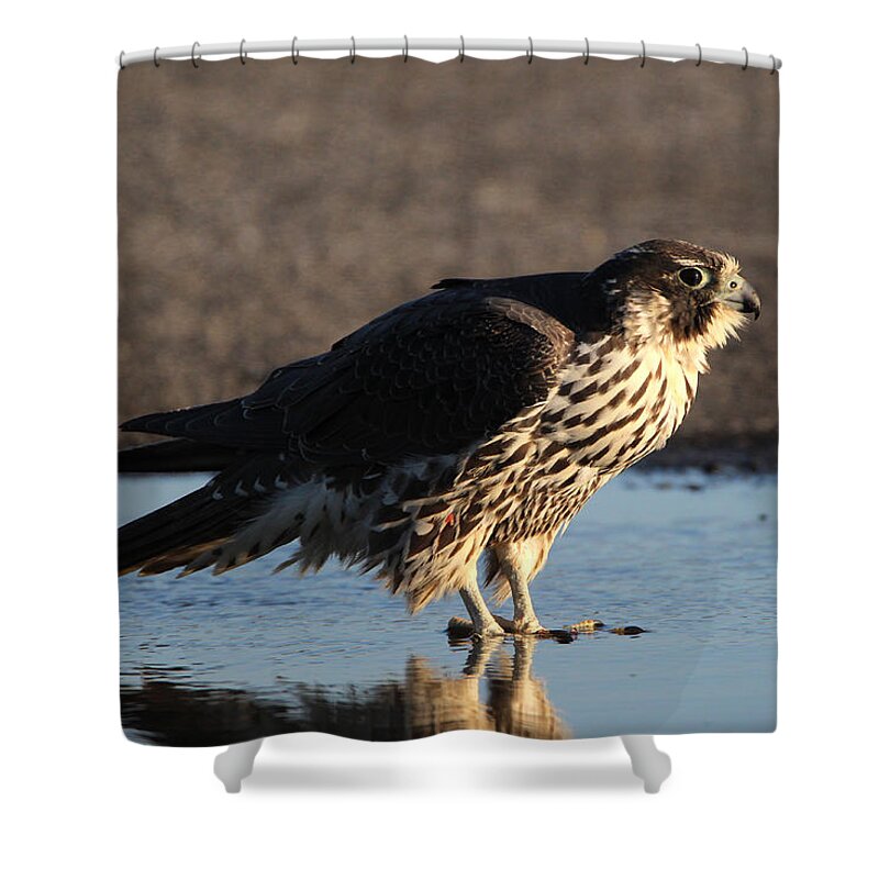 Peregrine Falcon Shower Curtain featuring the photograph Peregrine Falcon Shirley New York by Bob Savage