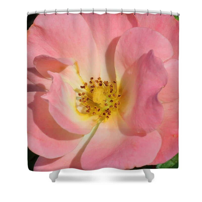 Nature Shower Curtain featuring the photograph Perfectly Pink by Sheila Brown
