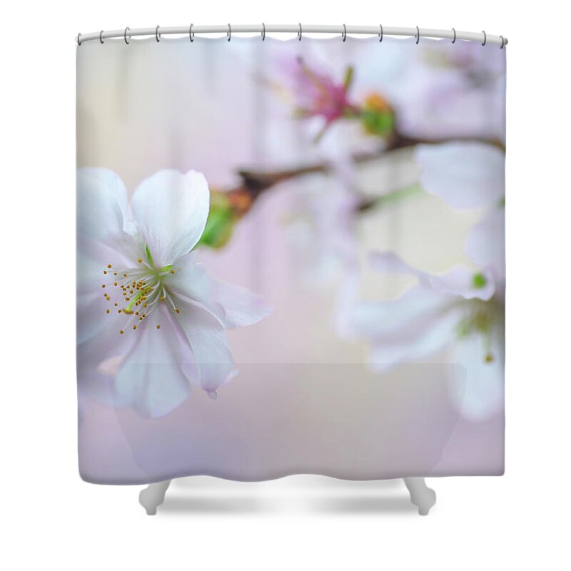 Jenny Rainbow Fine Art Photography Shower Curtain featuring the photograph Personification. Spring Pastels by Jenny Rainbow