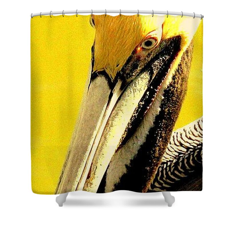 Pelicans Shower Curtain featuring the photograph Peruvian Pelican by Antonia Citrino