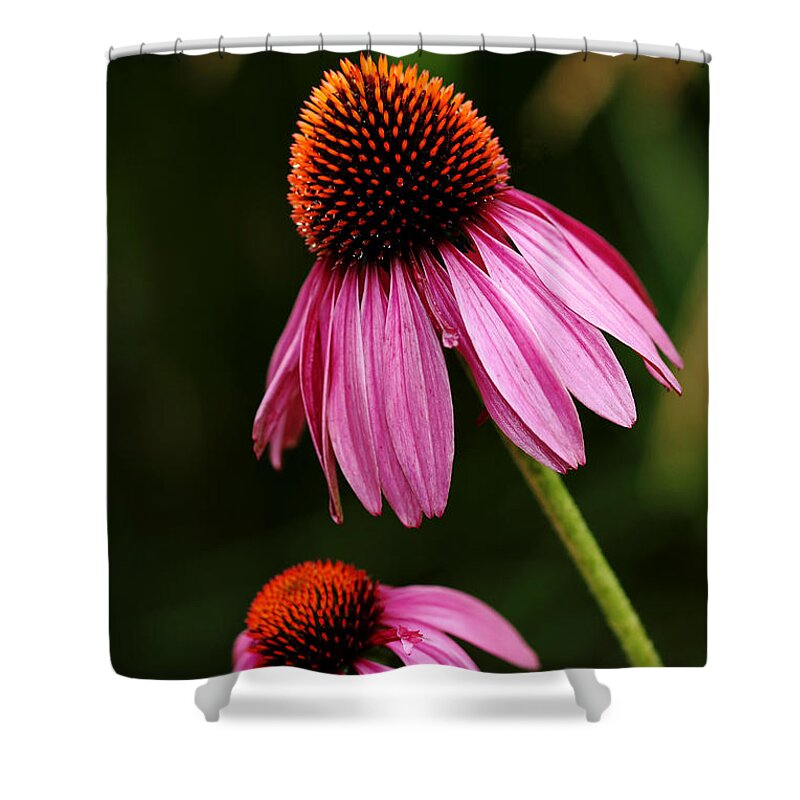 Echinacea Shower Curtain featuring the photograph Petals And Quills by Debbie Oppermann