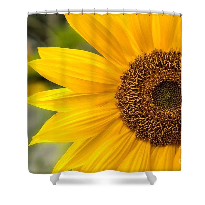 Maine Shower Curtain featuring the photograph Petals by Karin Pinkham