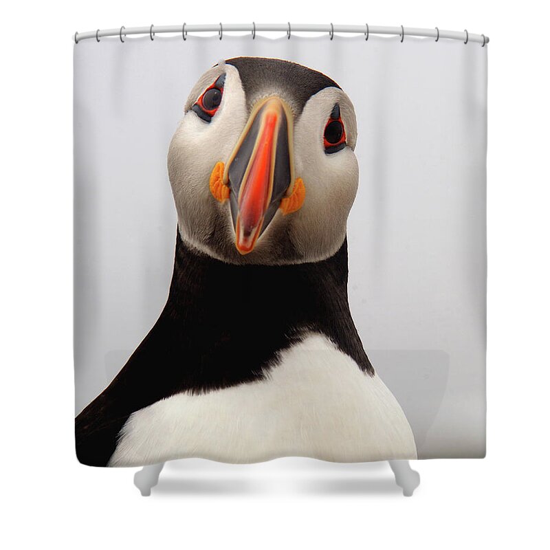 Puffin Shower Curtain featuring the photograph Peter the Puffin by Jane Axman