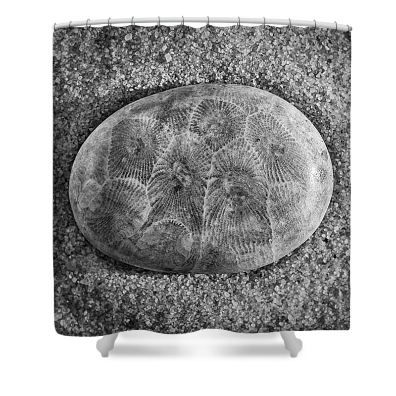 Petoskey Shower Curtain featuring the photograph Petoskey Stone in Black and White by Matt Hammerstein