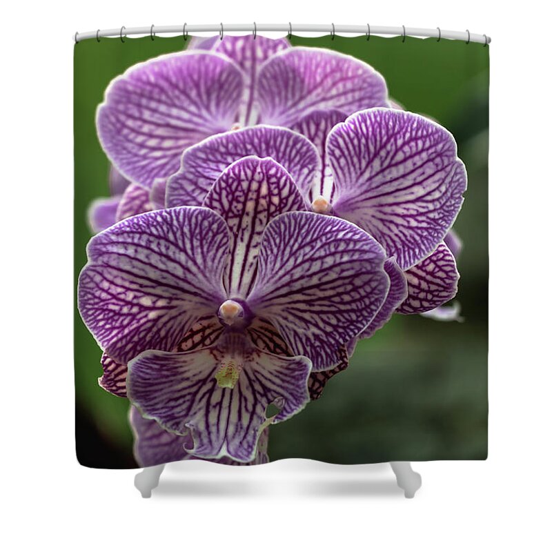 Phalaenopsis Shower Curtain featuring the photograph Phalaenopsis Orchid by Cristina Stefan