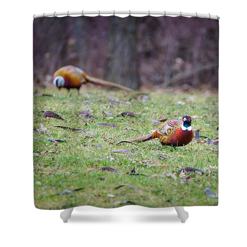 Ring-necked Shower Curtain featuring the photograph Pheasant Pair by Wild Fotos