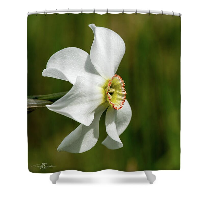 Narcissus Poeticus Shower Curtain featuring the photograph Pheasant's-eye daffodil by Torbjorn Swenelius