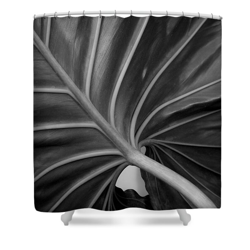 Philodendron Shower Curtain featuring the photograph Philodendron giganteum by Nathan Abbott