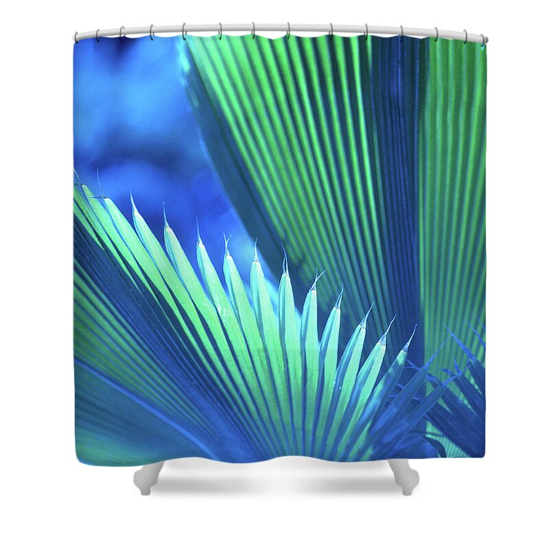 Nature Shower Curtain featuring the photograph Photograph of a Royal Palm in Blue by John Harmon