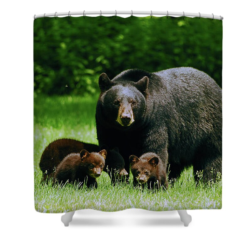 Black Bear Shower Curtain featuring the photograph Picnic Crashers by Lori Tambakis
