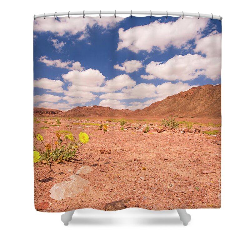 Desert Shower Curtain featuring the photograph Picris longirostris blooming in the desert by Alon Meir