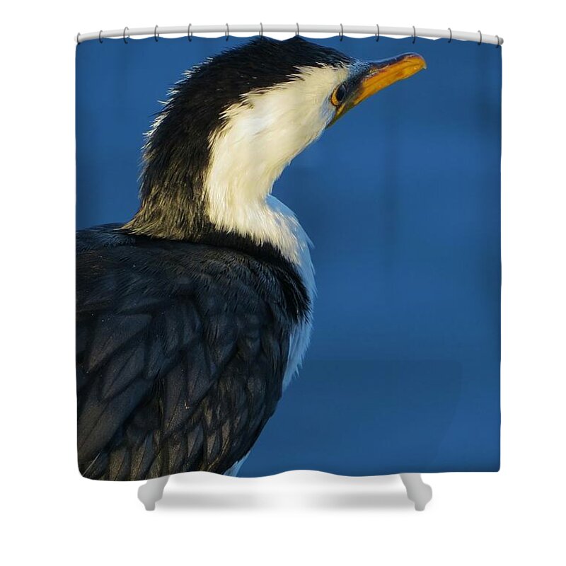 Wildlife Shower Curtain featuring the photograph Pide Cormorant by Amanda S Leek