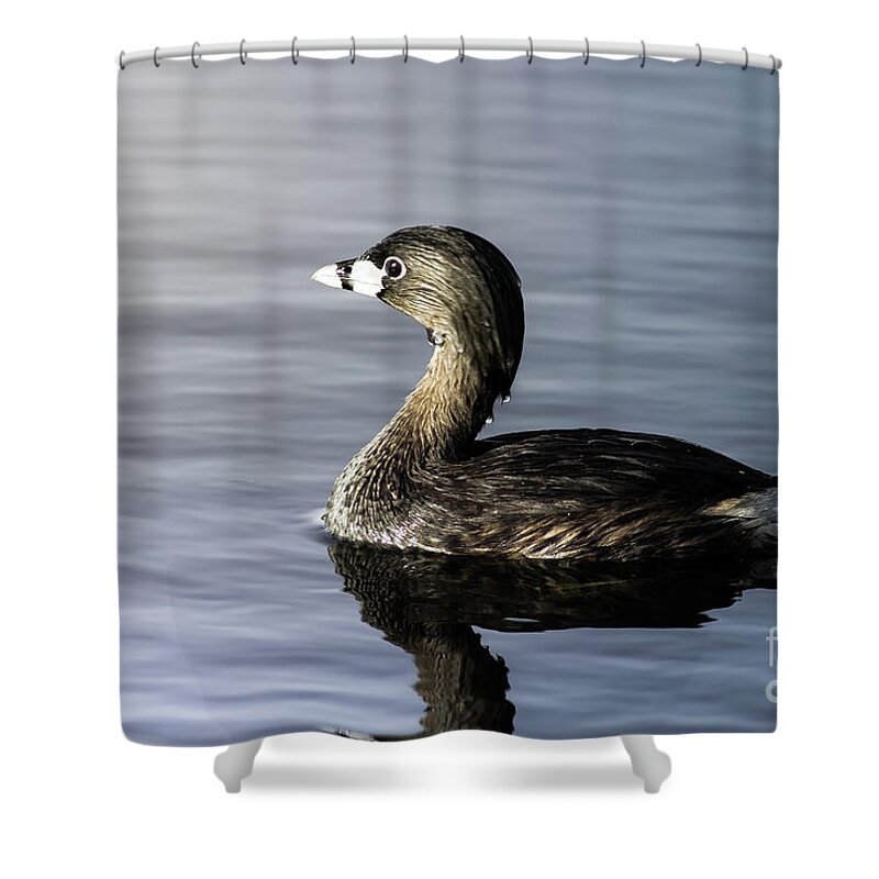 Nature Shower Curtain featuring the photograph Pied-Billed Grebe by Robert Frederick