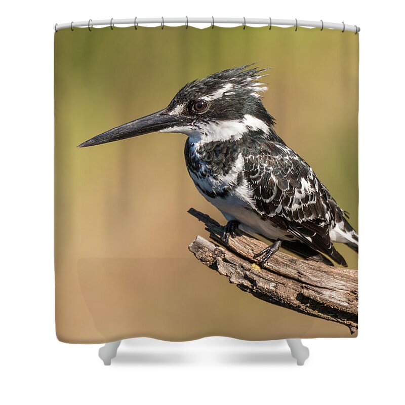 Africa Shower Curtain featuring the photograph Pied kingfisher by James Capo