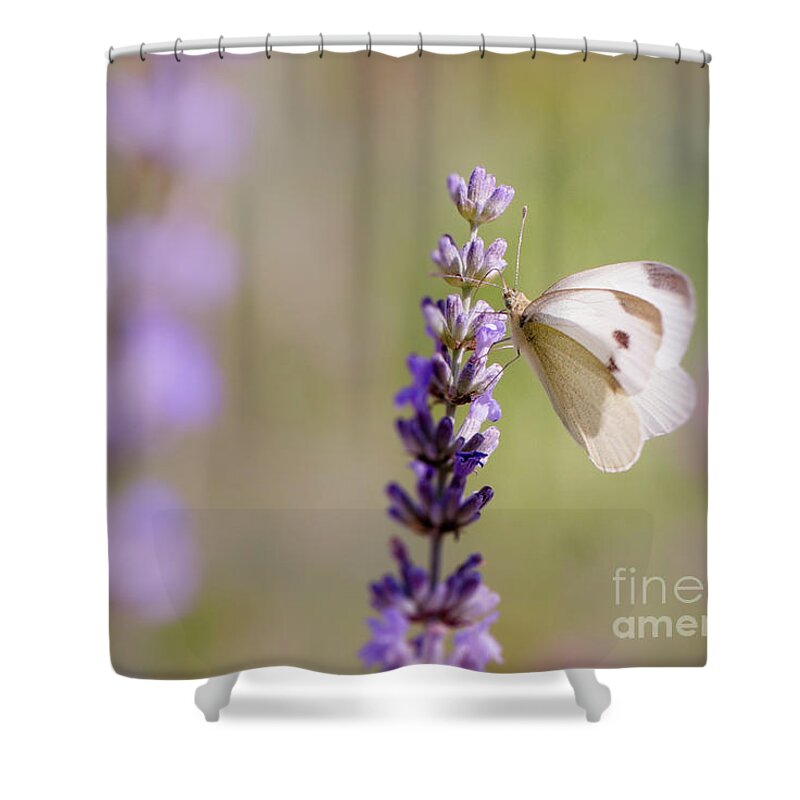 Europe Shower Curtain featuring the photograph Pieris brassicae, the large white, also called cabbage butterfly by Amanda Mohler
