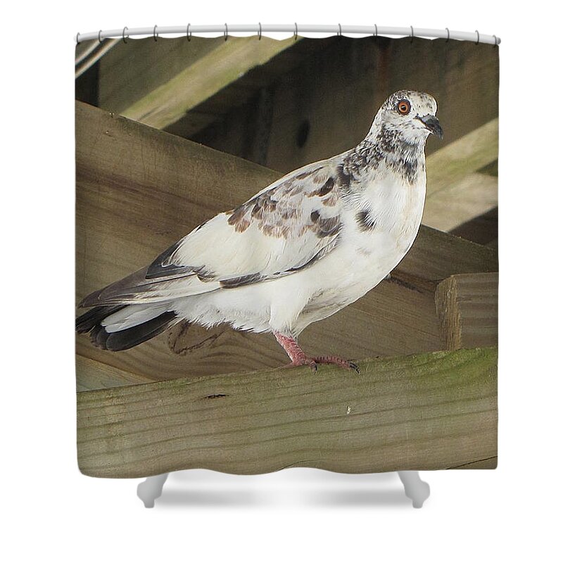 Pigeon Shower Curtain featuring the photograph Pigeon under Daytona Beach Pier by Christopher Mercer