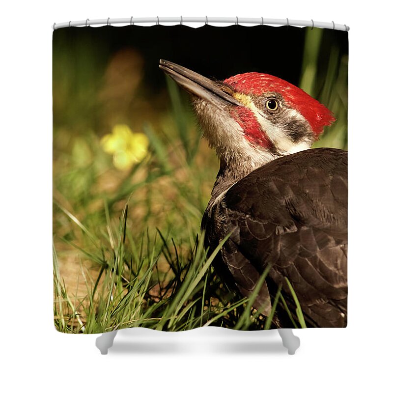Bird Shower Curtain featuring the photograph Pileated Woodpecker by Loni Collins