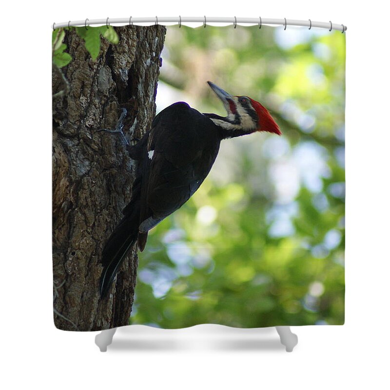 Pileated Woodpecker Shower Curtain featuring the photograph Pileated Woodpecker by Theresa Cangelosi
