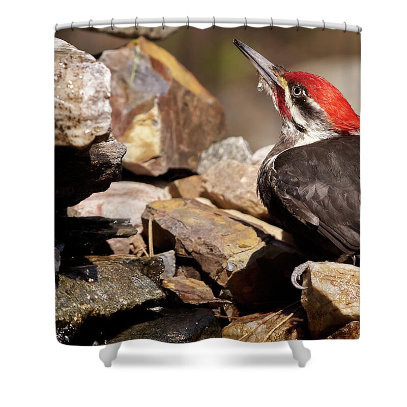 Bird Shower Curtain featuring the photograph Pileated Woodpecker2 by Loni Collins