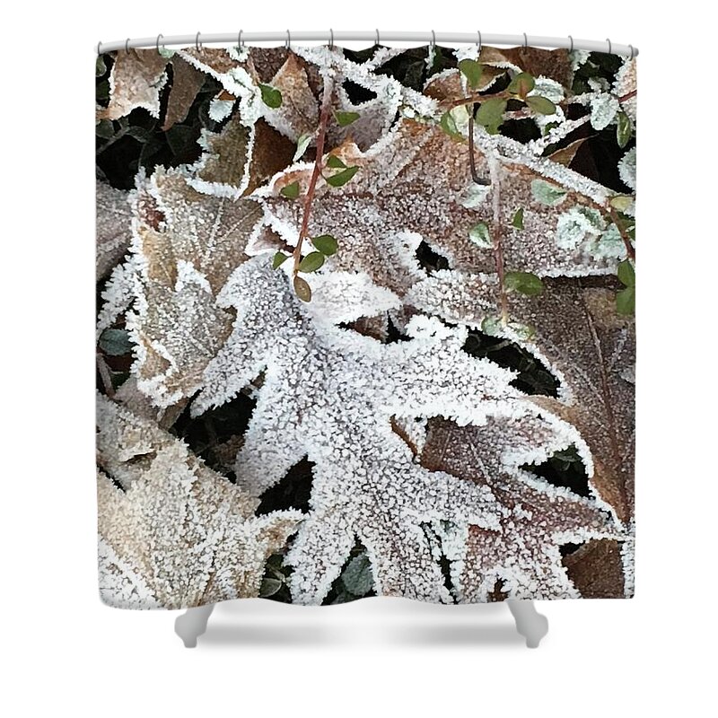 Pin Oak Shower Curtain featuring the photograph Pin Oak Leaves 2 by Kathryn Alexander MA